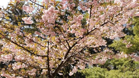 Spring. The blossoming Oriental cherry in the park of Varna 動画素材 106834909