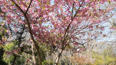 Spring. The blossoming Oriental cherry in the park of Varna Stock Footage 106834966
