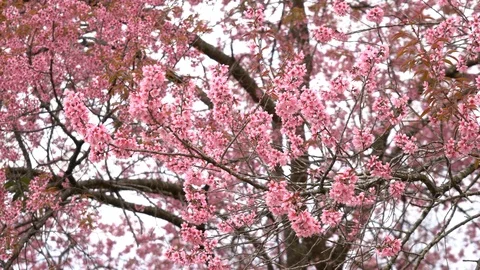 Spring blossoming at park with cherry blossom blooming tree Stock Footage 102641216