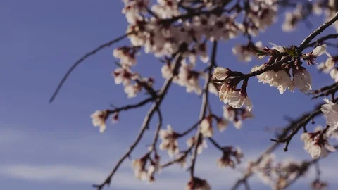 Spring blossoming at park with cherry blossom blooming tree Stock Footage 104954917
