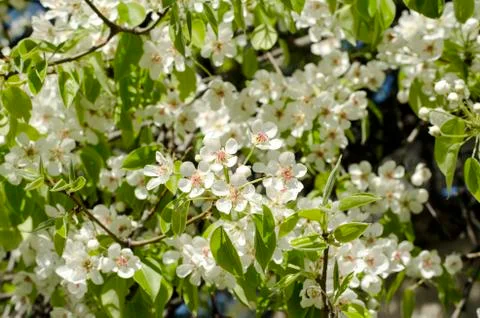 Spring blossoming pear tree Stock Photos