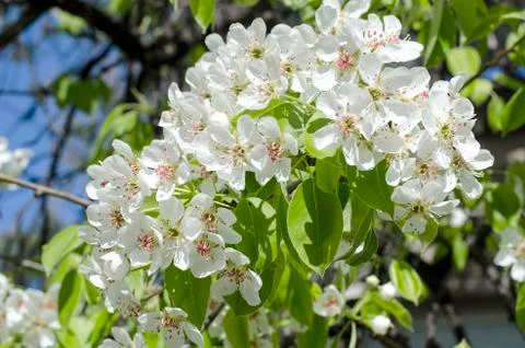 Spring blossoming pear tree Stock Photos