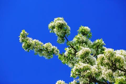 Spring blossoming Stock Photos