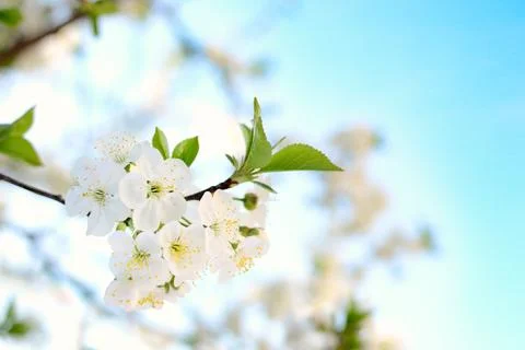 Spring blossoming Stock Photos