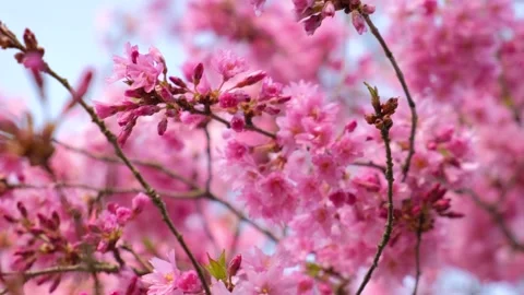 Spring blossoming pink cherry tree or sakura with beautiful pink flowers Stock Footage 154716482