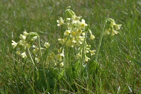 Spring blossoming Primula in the grass. Stock Photos