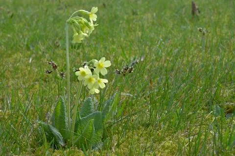 Spring blossoming Primula in the grass. 스톡 사진