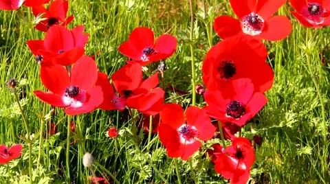 Spring blossoming of red anemones flowers Stock Footage 47239062