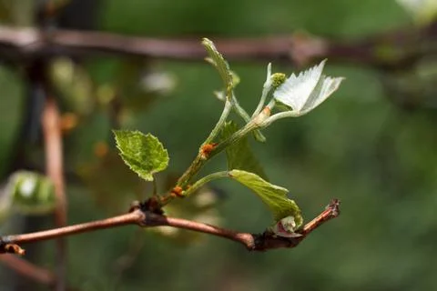 Spring blossoming rod branch Stock Photos