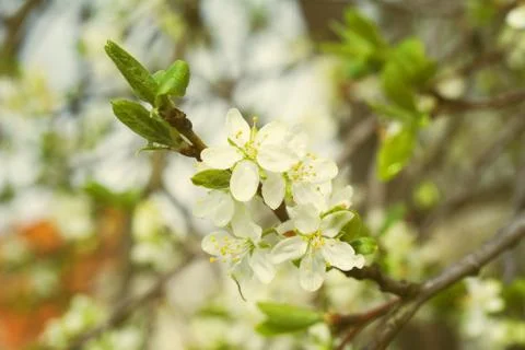 Spring blossoming tree with dew drops. Rainy spring day background. Summer co Stock Photos