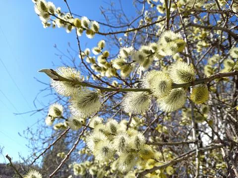 Spring. Blossoming tree, fluffy willow, willow branch. Stock Photos