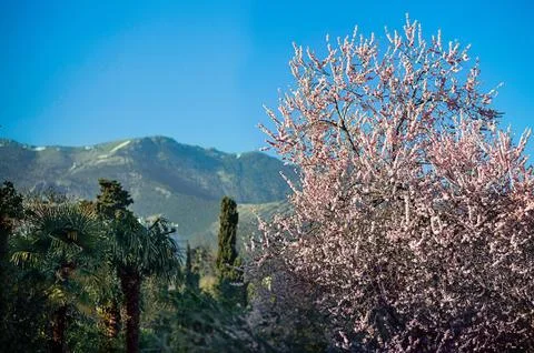 Spring. A blossoming tree in the middle of a mountain Stock Photos