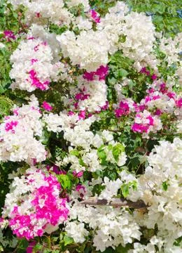 Spring blossoming tree Stock Photos