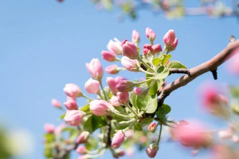 Spring blossoming tree with selective focus, green frame template design. Stock Photos