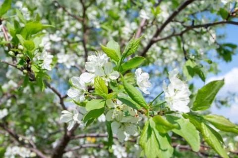 Spring blossoming tree with selective focus, green frame template design. Stock Photos