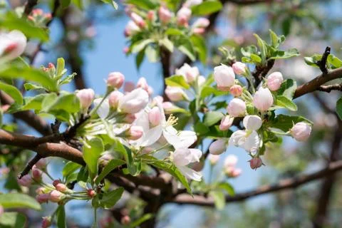 Spring blossoming tree with selective focus, green frame template design. Stock Photos