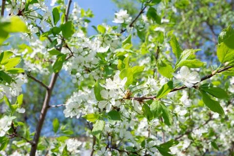 Spring blossoming tree with selective focus, green frame template design. Stock Photos