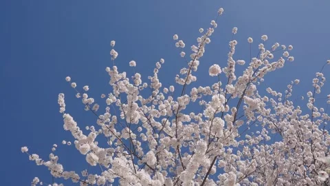 Spring blossoming tree. Spring sunny day. Spring blooming Sakura cherry flowers Stock Footage 322670726