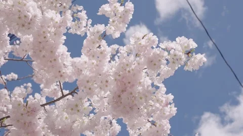Spring blossoming tree. Spring sunny day. Spring blooming Sakura cherry flowers Stock Footage 325392649