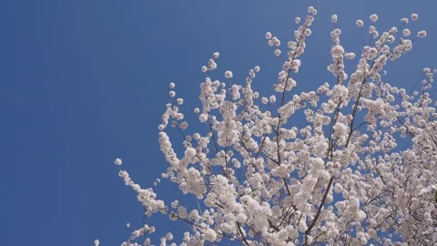 Spring blossoming tree. Spring sunny day. Spring blooming Sakura cherry flowers Stock Footage 325392957