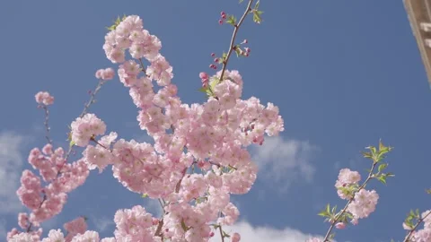 Spring blossoming tree. Spring sunny day. Spring blooming Sakura cherry flowers Stock Footage 326709577