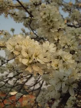 Spring blossoming tree in warm evening light Stock Photos