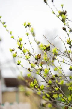 Spring blossoming tree, woke up after winter, blooming buds on a tree Stock Photos