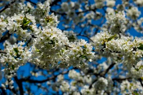 Spring blossoming of trees, the branches blossoming close up Stock Photos