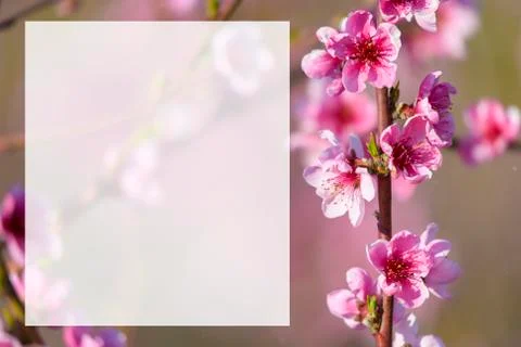 Spring blossoming violet pink peach tree background Fotos de archivo