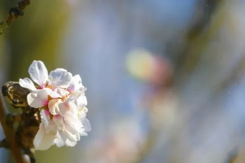 Spring blossoming white pink cherry tree background Stock Photos