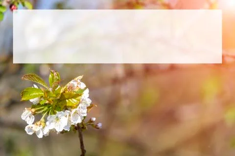 Spring blossoming white pink cherry tree background Stock Photos