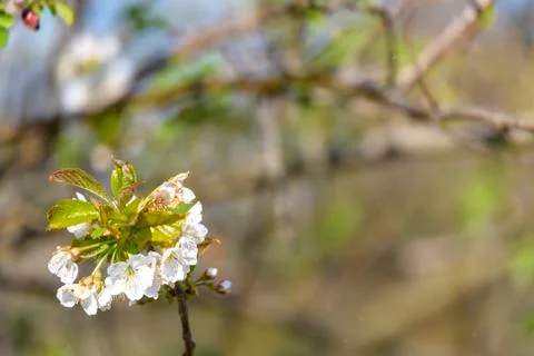 Spring blossoming white pink cherry tree background Stock Photos
