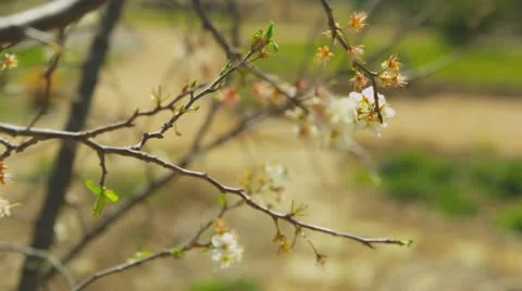 Spring Blossoms 1 Stock Footage 22346312