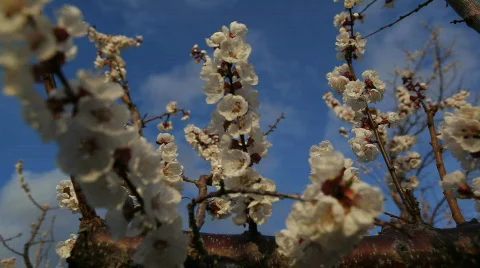 Spring Blossoms 2 Video stock 707204
