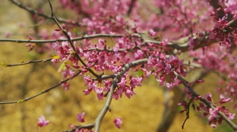 Spring Blossoms 2 Stock Footage 22346357