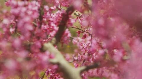 Spring Blossoms 3 Stock Footage 22346255