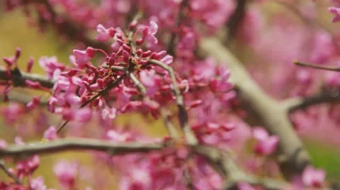 Spring Blossoms 4 Stock Footage 22346186