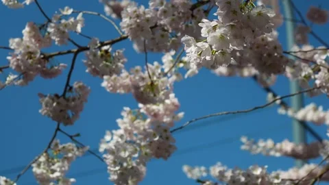 Spring Blossoms against Blue Sky: Nature's Awakening Stock Footage 270185898