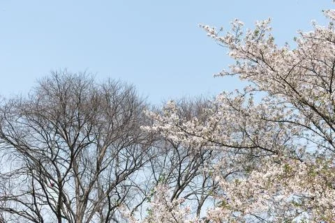 Spring blossoms and bare trees against blue sky Stock Photos