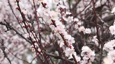 Spring Blossoms and Bee on Budding Tree Branch Stock Footage 307611300