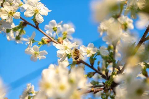 Spring blossoms and bee closeup view, nature and flora background with blue s Stock Photos