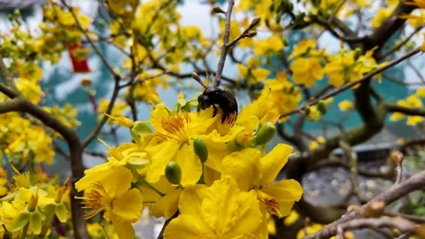 Spring Blossoms and Bee Magic Stock Footage 305274457