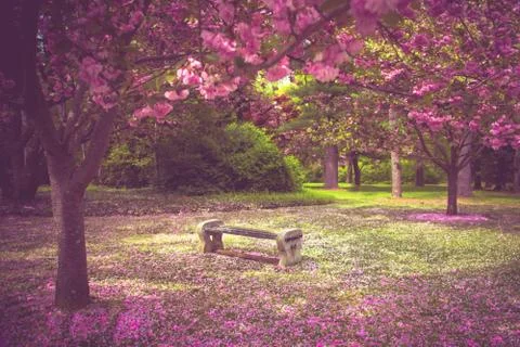 Spring blossoms and bench Stock Photos