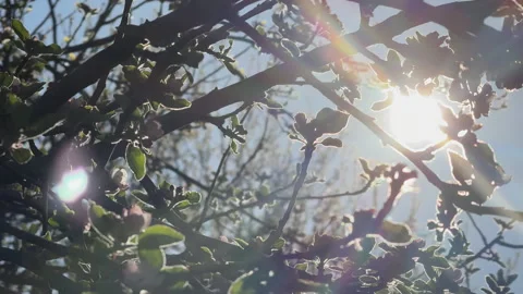 Spring blossoms and leaves silhouetted by bright sun Видео 340237777