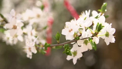 Spring blossoms and Martenitsa in Sofia, Bulgaria, show nature and tradition in Stock-Footage 327394569