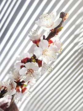 Spring Blossoms and shadows on wall Stock Photos