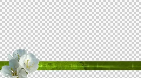 Spring Blossoms Apple Lower Third 1 Video stock 49786450