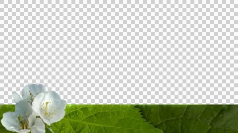 Spring Blossoms Apple Lower Third 2 Video stock 49787084