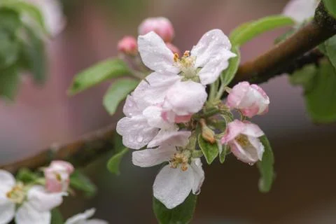 Spring blossoms apple Stock Photos
