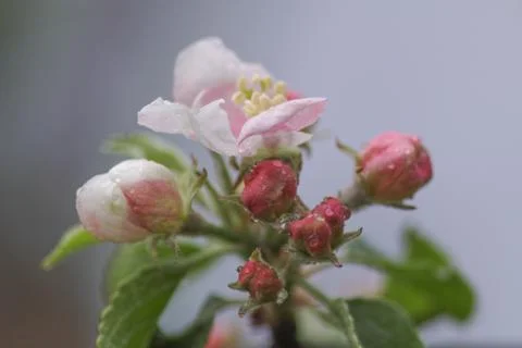 Spring blossoms apple Stock Photos